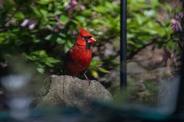 Northern Cardinal on Rock