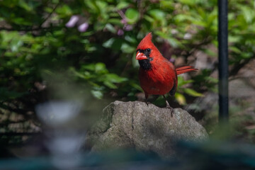 Northern Cardinal on Rock