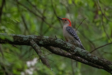 Red-bellied Woodpecker