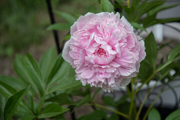 'Sarah Bernhardt' Peony