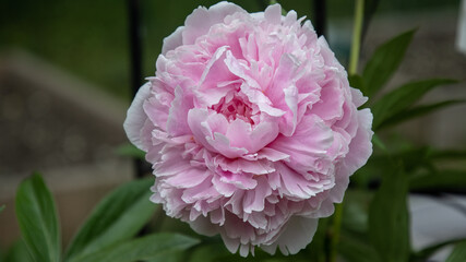 'Sarah Bernhardt' Peony