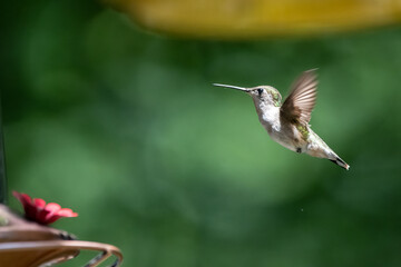 Hummingbird in flight
