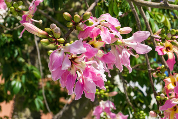 A Ceiba Chorizia tree blooming with yellow-pink flowers against a blue sky