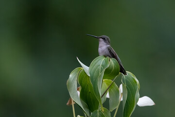 Ruby-throated Hummingbird perched atop a dogwood tree.