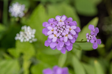 Candytuft