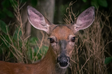Naklejka na ściany i meble Close-up of deer face.