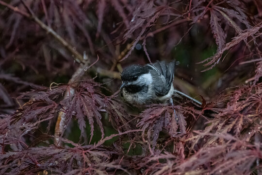 Black-capped Chickadee cooling off in moisure of Japanese Maple Foliage.