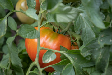 Ripe Tomato on the vine.