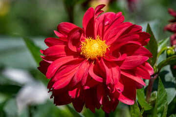 Red Dahlia