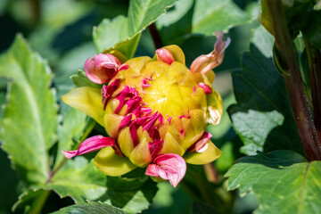 Opening Dahlia