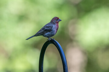 Male House Finch
