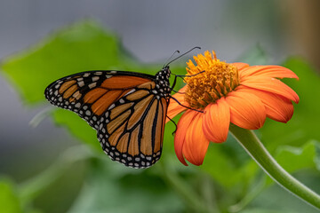 Monarch Butterfly on Mexican Sunflower.