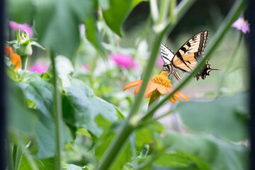 Tiger Swallowtail Butterfly on Mexican Sunflower