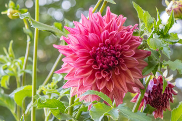'Belle of Barmera' Dahlia