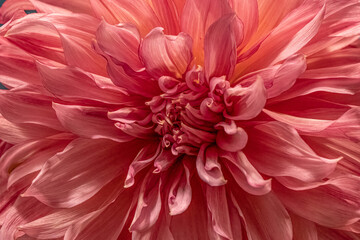 Obraz premium 'Belle of Barmera' Dahlia