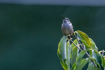 Hummingbird atop Kousa dogwood tree.