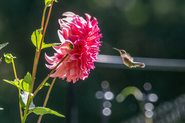 Hummingbird and 'Vassio Meggos' Dahlia