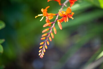 Flower of a montbretia, Crocosmia aurea