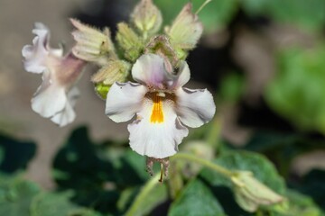 Louisiana Gemshorn, Proboscidea louisianica