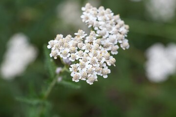Flower of the yarrow Achillea collina