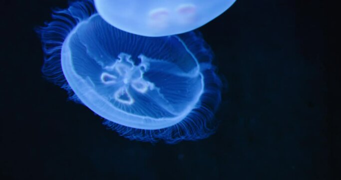 Moon jellyfish, medusa, saucer jelly floating in the dark aquarium. Family Ulmaridae. Close-up, slow motion. Clear waters. Natural habitat. Underwater shot of Aurelia Hawaii.