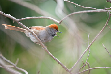 petrim (Synallaxis frontalis) cantando