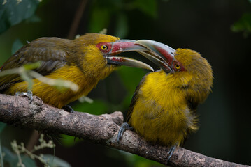 araçari-banana (Pteroglossus bailloni)