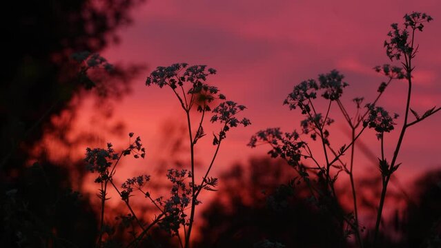 Close-up of blooming Cow parsley, Anthriscus sylvestris during a beautiful pinkish sunset in Estonia