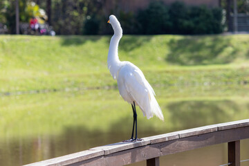 Photograph of a Great egret, found in Canoas, Rio Grande do Sul, Brazil.