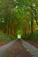 Fototapeta premium road in the forest, Castlemartyr woodland 