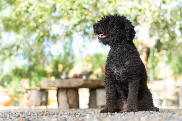 perro de agua andaluz