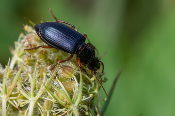 Pseudoophonus rufipes - Harpalus rufipes - Ophonus rufipes - Ground beetle - Carabe - Ophone à pattes rousses