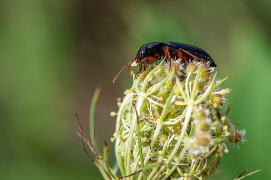 Pseudoophonus rufipes - Harpalus rufipes - Ophonus rufipes - Ground beetle - Carabe - Ophone &agrave; pattes rousses