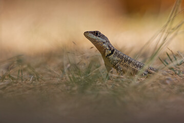 Lagarto cinza pequeno