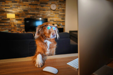 Golden retriever dog with glasses working remote on desktop computer warm brick walled background