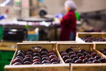 Ripe organic violet plums in the the wooden crates at agriculture warehouse