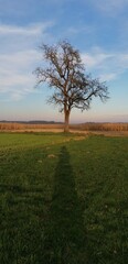 Fototapeta premium tree in the field and shadow of human