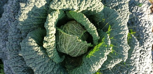 close up of a green snake