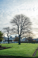 Obraz premium trees in the park