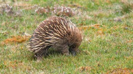 Cercles muraux Mont Cradle an echidna forage for food at cradle mt
