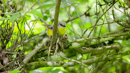 eastern yellow robin building a nest in a tree at forest