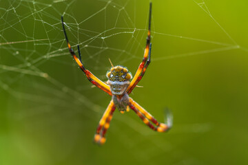 spider (Argiope argentata) on the web