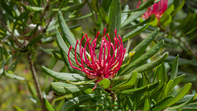 close up of sunlit tasmania waratah flower at cradle mt
