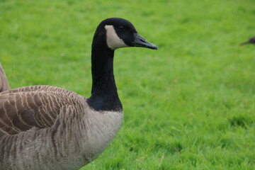 goose on grass
