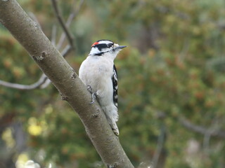 woodpecker on tree