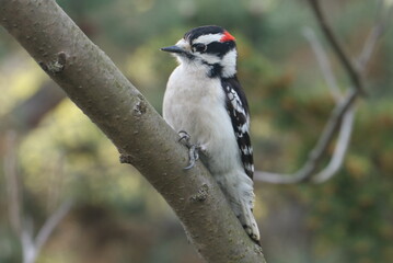 woodpecker on tree