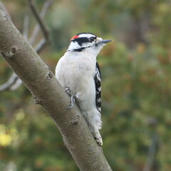 spotted woodpecker