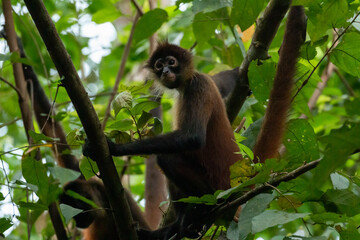 spider monkey in tree at corcovado national park