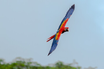 scarlet macaw in flight showing its entire wing span at corcovado national park in costa rica