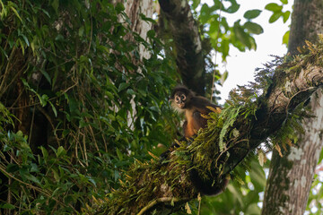 Spider monkey close tocorcovado national park on the osa peninsula of costa rica